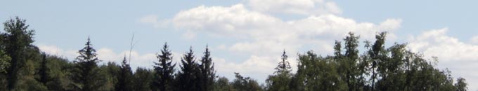 Forest skyline